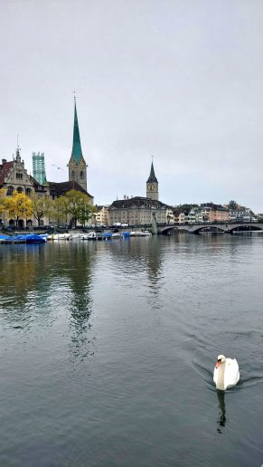 Cirih; Foto: Jovan Bajić