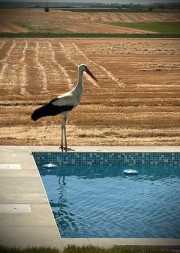 Foto: Stevan Šušak